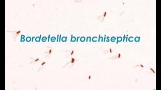 Bordetella Bronchiseptica [upl. by Ammann]