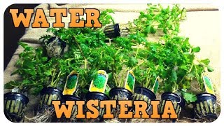 Water Wisteria  Easy to Grow Aquarium Plant [upl. by Partridge]