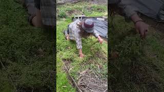 Regenerative Cover Cropping for soil health in the home garden How to Roll Back a bed of CHICKWEED [upl. by Enitsed]