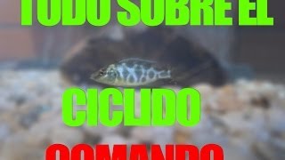 CARACTERISTICAS DEL CICLIDO COMANDO [upl. by Edge539]