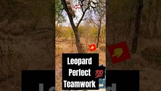 Apex Legends perfect click Leopard team work psych2go viralshort wildlife animals shorts [upl. by Sitoiyanap]