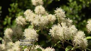 Everything You Need to Know About Growing the Fothergilla Plant [upl. by Hctim150]