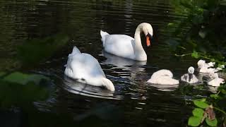 Swan Family Update [upl. by Shaylynn]