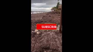 2024 Sargassum Seaweed Updates  Mexico  Holbox [upl. by Kissel]