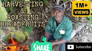 Harvesting amp Roasting Breadfruit A Farmers Guide to Deliciousness [upl. by Melcher]