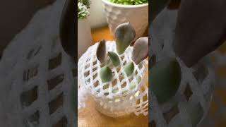 Succulent water propagation hack succulents succulent propagation waterpropagation [upl. by Dionne]