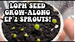 Sprouts Lophophora williamsii from seed Growalong EP2 How to grow Peyote from seed to maturity [upl. by Acinorrev166]