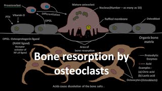 Bone resorption by osteoclasts [upl. by Lanahtan]