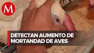 Sader y Semarnat investigan alerta por alta mortandad de aves en el Pacífico [upl. by Atnuhs]