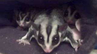 Sugar Glider Trio [upl. by Zuzana]