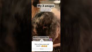 The 3 amigos Oreococo and mochi the feisty one 😈🤣 youtubeshort youtubevideos bunnies 🗿🗿 [upl. by Irtimid]