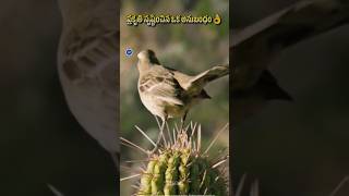 Mockingbird and Cactus relation shorts​ facts​ [upl. by Deppy]