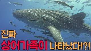 상어가족 한글버전상어가족 Baby Shark 상어 노래 상어가족 고래상어 핑크퐁 인기동요 상어송 동물동요 아기상어 아기상어실사 아기상어노래실사 진짜아기상어 상어가족실사 [upl. by Anahpets]