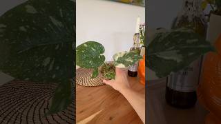 So wachsen eure Pflanzen besser plants zimmerpflanzen growth pflanzen monstera repotting [upl. by Marcell]