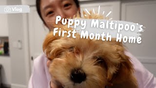 Maltipoos First Month Home [upl. by Beaner]