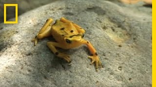 Frogs vs Fungus  National Geographic [upl. by Elyrehc761]