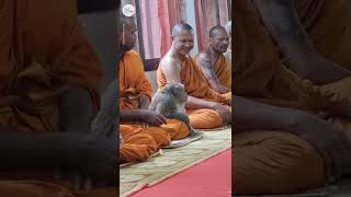 This wild monkey calmly meditates with monks in Thailand  USA TODAY Shorts [upl. by Dine]