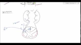 Neuroanatomy  Spinocerebellar Tract USMLE [upl. by Radferd410]