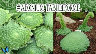 Suculentadodia  Aeonium Tabuliforme [upl. by Ajnotal]