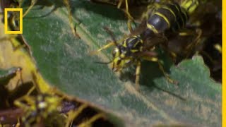 Des fourmis légionnaires sattaquent à des guêpes [upl. by Nwahsid299]