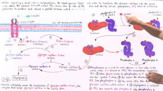 Insulin and Glucose Regulation of Glycogenesis [upl. by Moffit]