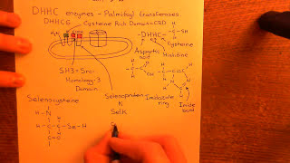 The Gq Pathway and Palmitoylation of IP3 Receptors Part 4 [upl. by Eltsirhc]