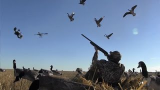 quotHonky Tonk Crowdquot  Early Season Canada Goose Hunt [upl. by Eilssel]