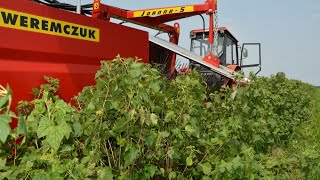 Blackcurrant harvest with JOANNA5 harvester  URSUS [upl. by River632]