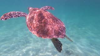 Swimming with Sea Turtles in Akumal Mexico 🇲🇽 [upl. by Yeliw]