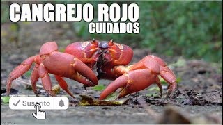 Cangrejos rojos [upl. by Mmada808]