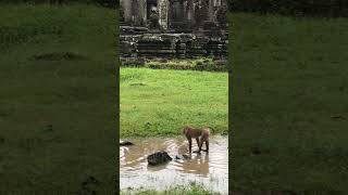 The two brothers monkey play in water [upl. by Hedve]