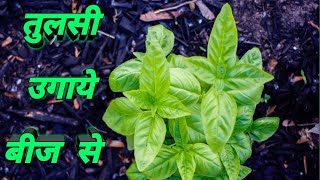 ऐसे उगाये तुलसी बीज से मात्र 4 दिन मेनर्सरी वाले ऐसे उगाते हैhow to grow tulsi from seeds [upl. by Leoine]