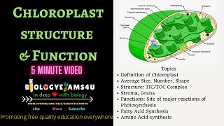 Chloroplast Definition Structure and Function 5 Minutes BiologyExams4u [upl. by Salinas]