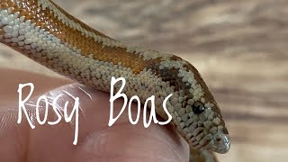 Species Spotlight Rosy Boa [upl. by Sadinoel]