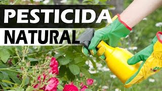 Pesticida para jardín casero [upl. by Satsok996]