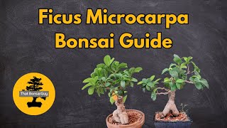 Ficus Microcarpa Bonsai A Complete Guide for Indoor Cultivation [upl. by Lizned]