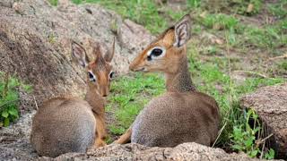 Facts About DikDik [upl. by Sarad]