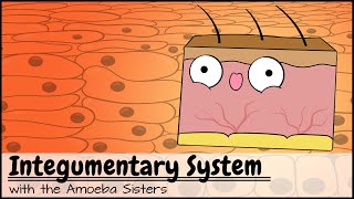 Integumentary System [upl. by Acissev761]