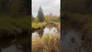 French Creek in Eielson AFB Alaska during mid September 2024 [upl. by Britt]