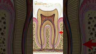 Understanding Root Canal Treatment Causes of Pain and What to Expect [upl. by Nallak]