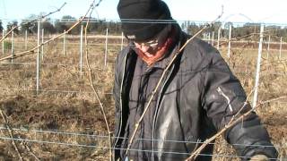 Pruning Chenin blanc vines [upl. by Othilie285]