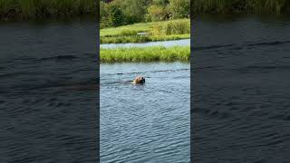 Simulated duck hunt for Moose retrievertraining huntingdogtraining duckdog [upl. by Adihsaar]