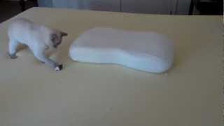 Tonkinese Cat Playing on Memory Foam HD [upl. by Alyad415]