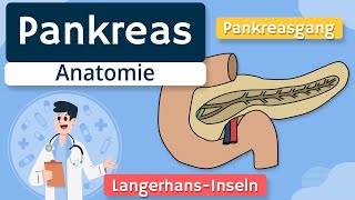 Pankreas  Aufbau und Funktion einfach erklärt [upl. by Anit64]