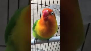 Talking Birds Parrot  Love Birds Parrot [upl. by Bevan997]