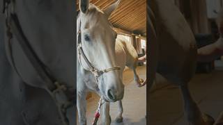 Rescue Horse Gets a Bit Too Relaxed While Getting Chiropractic 🤣🐴 animalchiropractor [upl. by Sokcin]