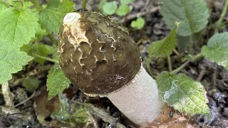 Phallus impudicus Mushroom Identification [upl. by Veronika]