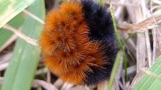 Woolly bears on the move [upl. by Kingsbury]