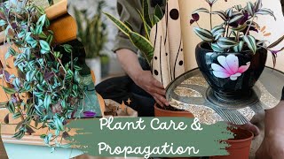 Plant care and propagation  indoor plant propagation ideas  zebrina decoration plants tips [upl. by Ainirtac]