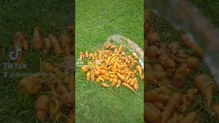 COLHEITA DO DIA 🥕 cenoura horta vidanocampo roca viralvideo coisasderoca [upl. by Riatsala]